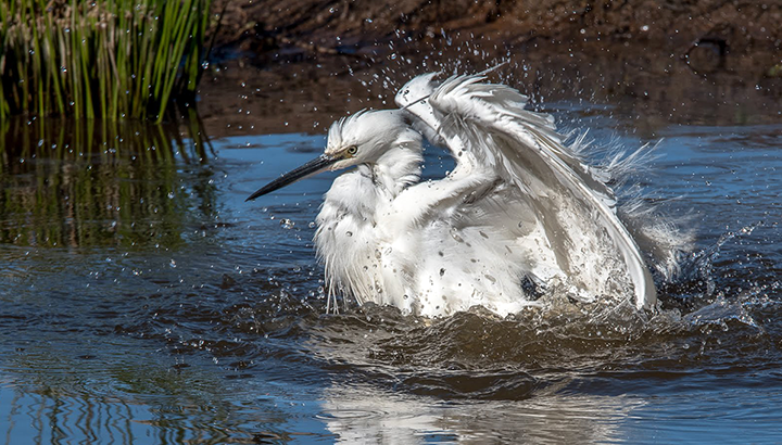 Les oiseaux aquatiques du lac